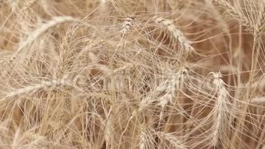 <strong>黄穗</strong>小麦在风中摇摆，小麦成熟<strong>穗</strong>的背景场，收获，小麦在田间生长，视频